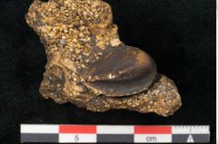 Foto (Seitenansicht) von Fagus sp. (NHMW-GEO-2024-0188-11471)